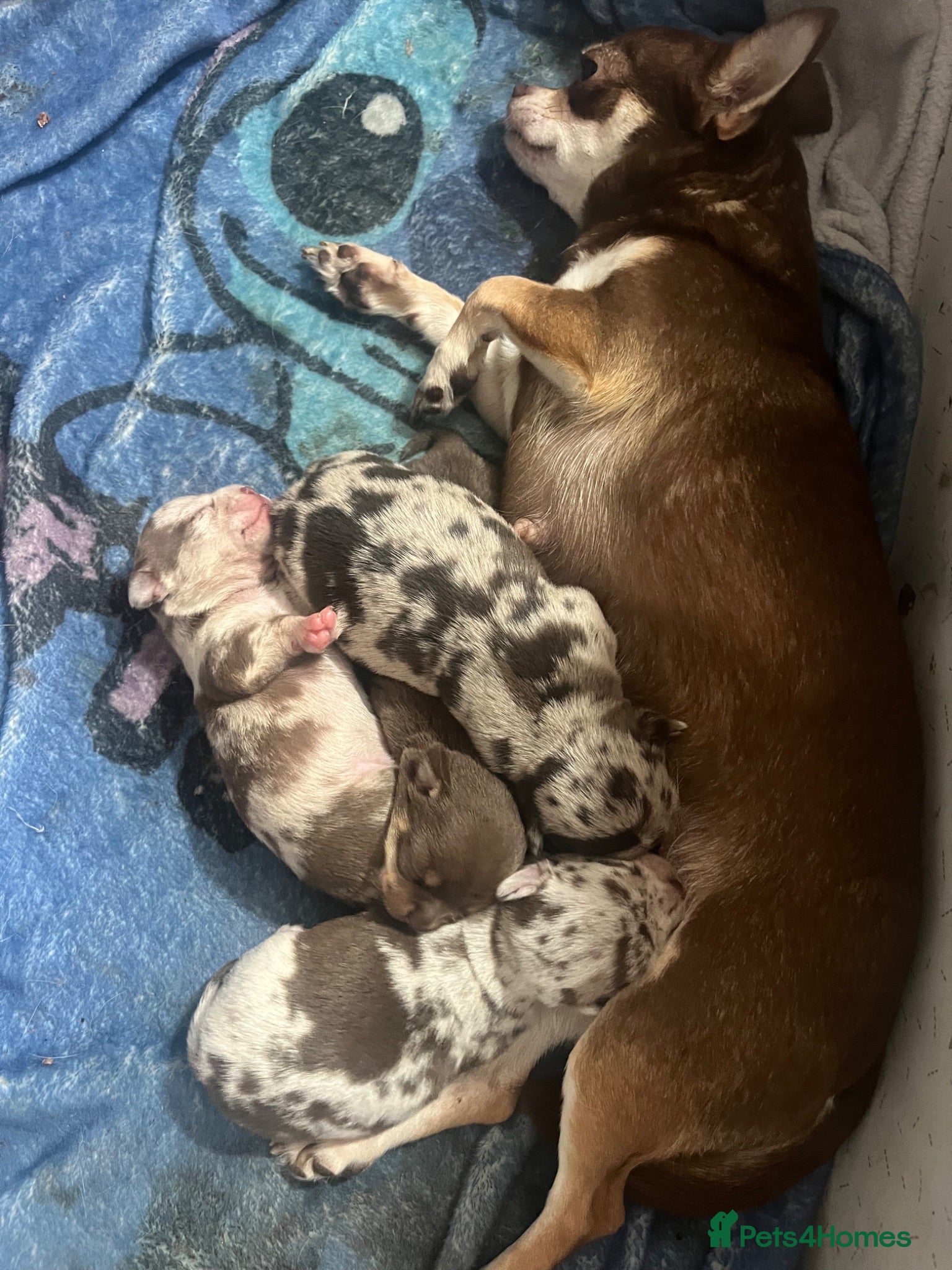 Chihuahua dogs Gorgeous litter of merle chihuahua pups - Advert 2