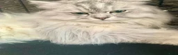 Ragdoll cats for sale: TWO RAGGDOLL-PERSIAN BOYS - Advert 7