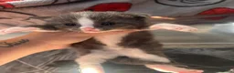 Mixed Breed cats for sale: Ragdol X kittens  - Advert 6