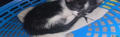 Norwegian Forest Cat 3