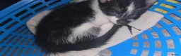 Norwegian Forest Cat cats for sale: 5 beautiful norwegian forest kittens  - Advert 7