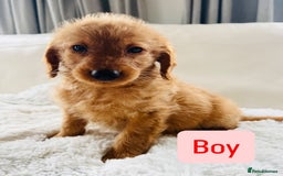 Labradoodle dogs for sale: Gorgeous F1 Labradoodle puppies  - Image 5