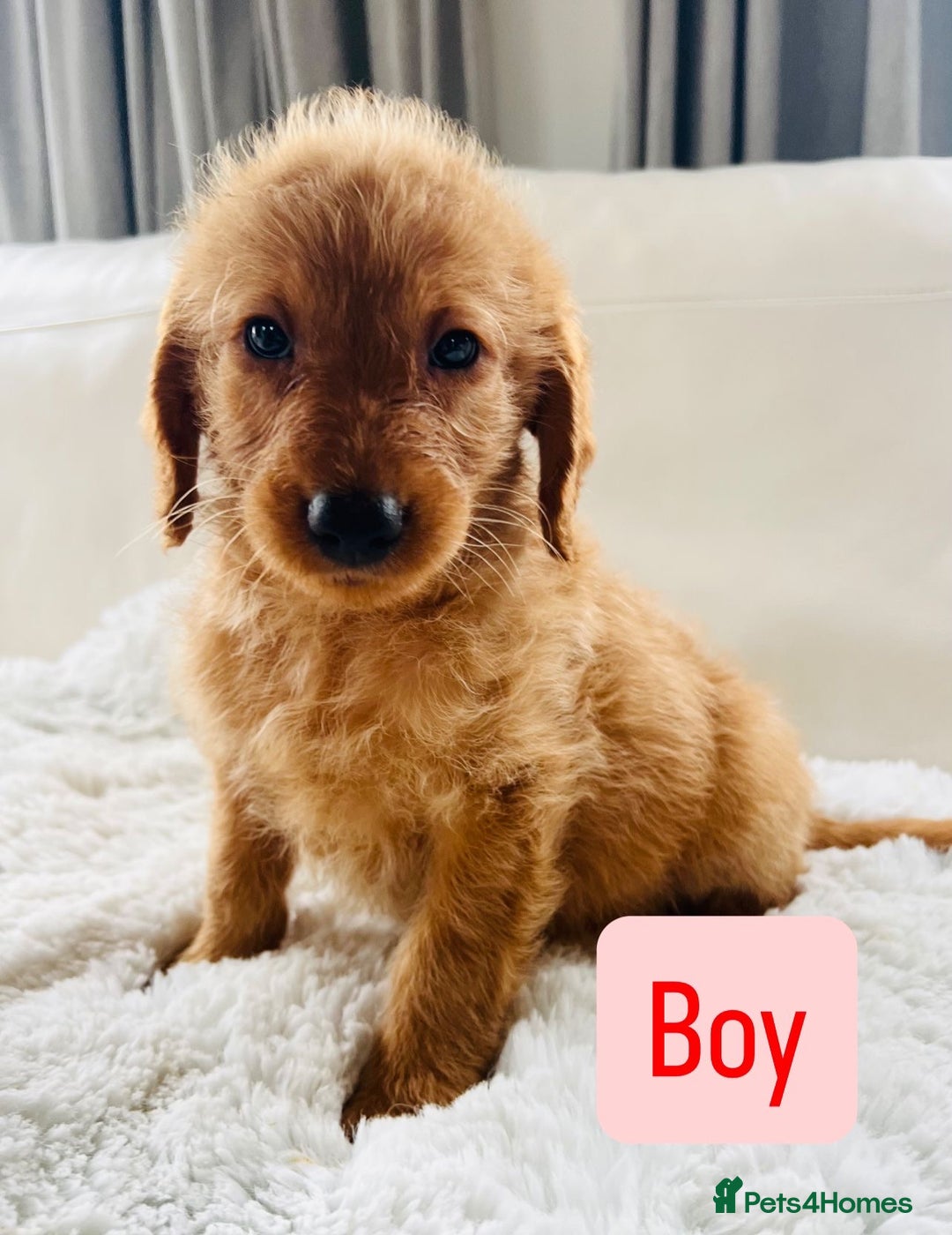 Labradoodle dogs for sale: Gorgeous F1 Labradoodle puppies  - Image 5
