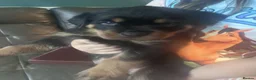 Rottweiler dogs for sale: gorgeous rottweiler puppy - Advert 8
