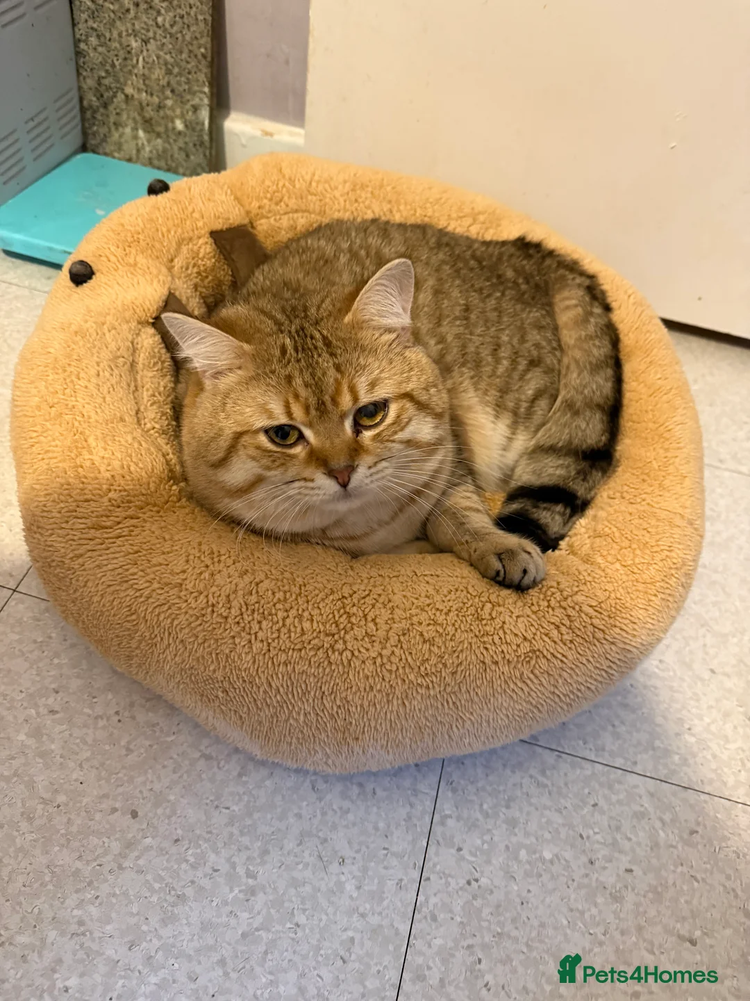 British Shorthair cats for stud: ✨ GOLDEN bsh FOR STUD✨ - Advert 2