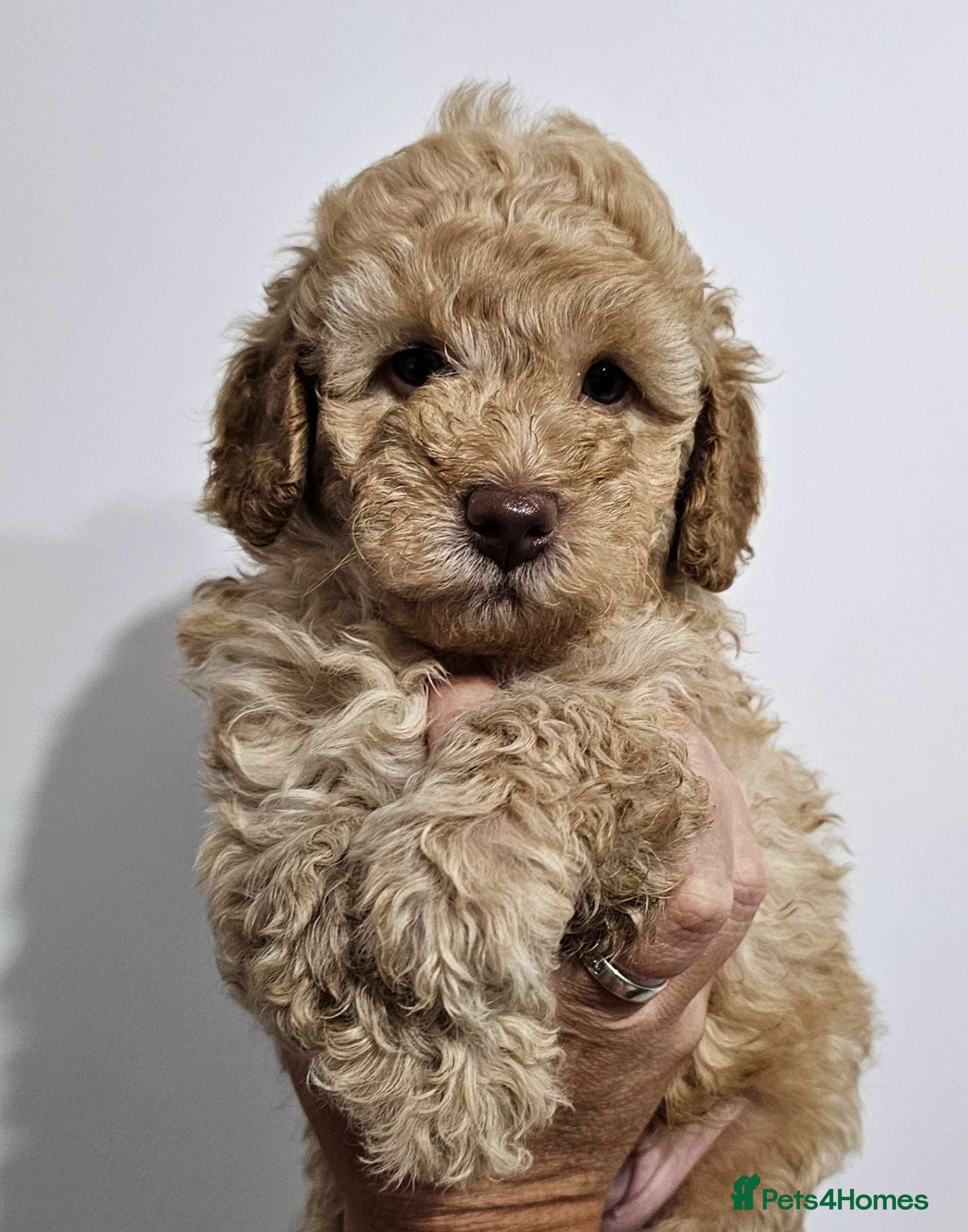 Miniature Poodle dogs Stunning kc registered minature poodle pups  - Advert 1