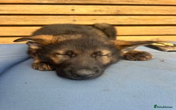 German Shepherd dogs for sale: Czechoslovakian German shepherd working line - Image 10