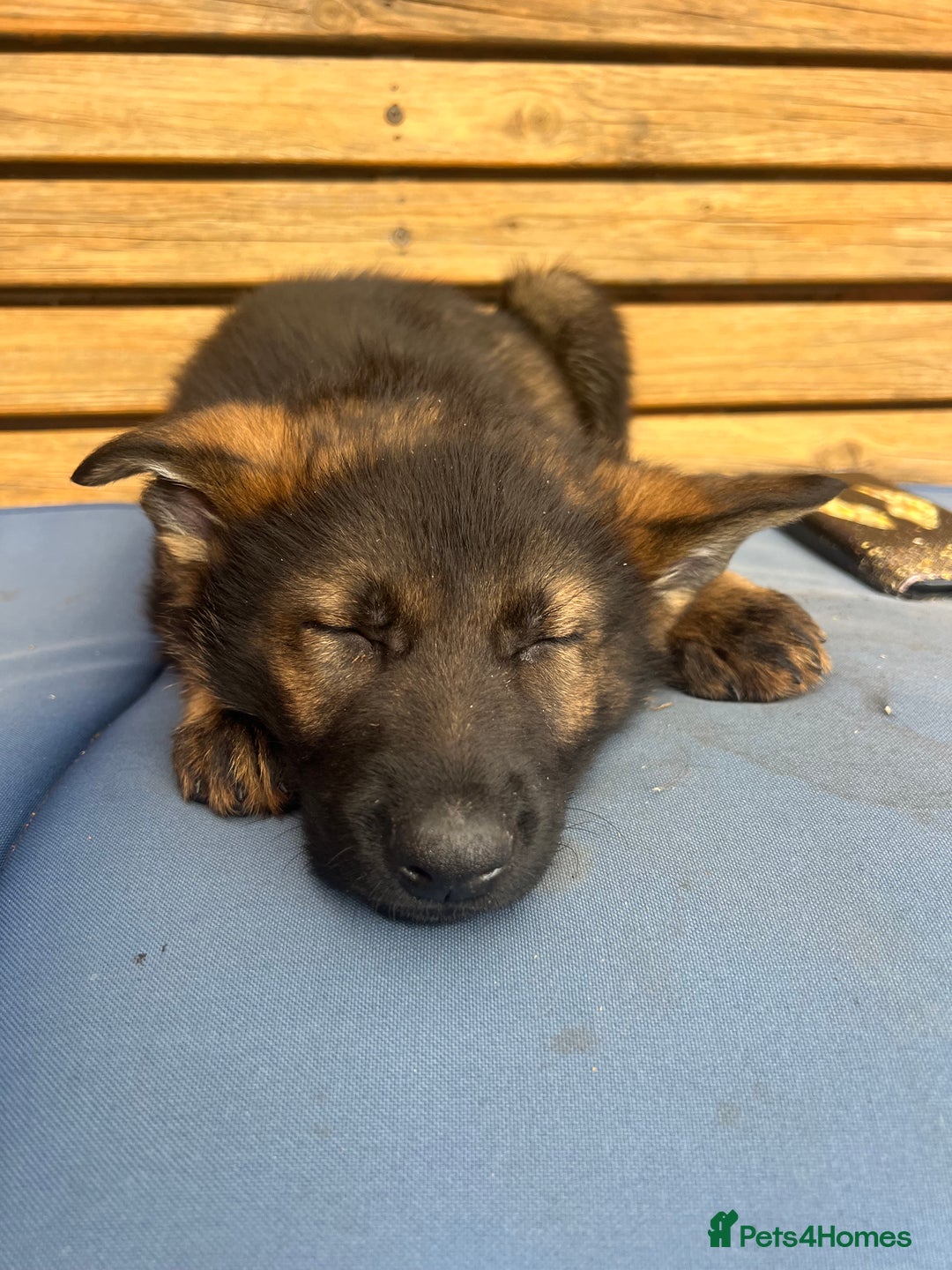 German Shepherd dogs for sale: Czechoslovakian German shepherd working line - Image 10
