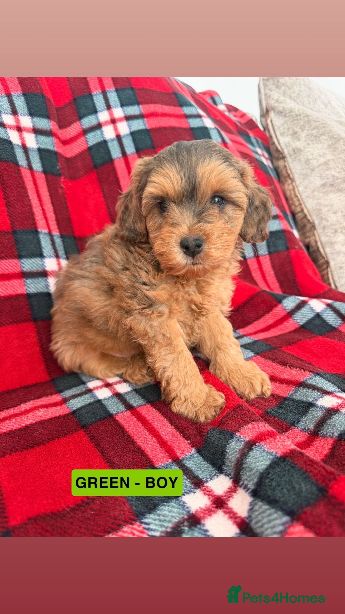 Cockapoo dogs 3  Beautiful F1B male cockapoo puppies. - Advert 1