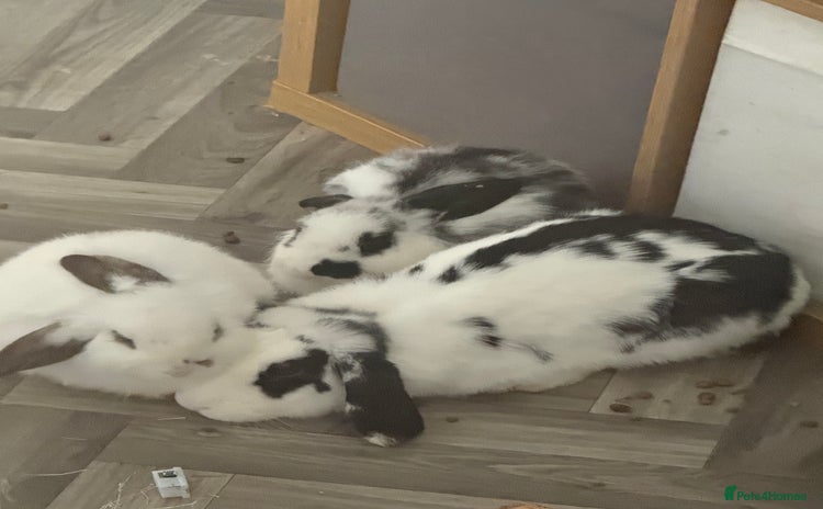 Mini Lop rabbits - Advert 8