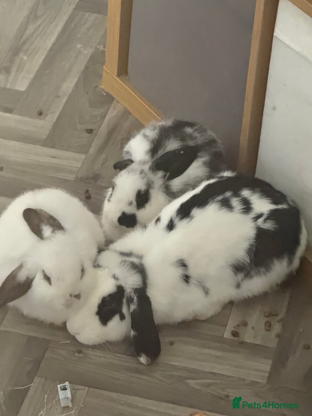 Mini Lop rabbits for sale: 🐇 Two Sweet Male Bunnies Need Forever Homes 🐇 - Image 1