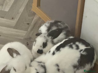 Mini Lop rabbits - Advert 20