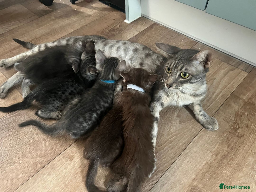 Mixed Breed cats for sale: Beautiful kittens for sale  - Image 6