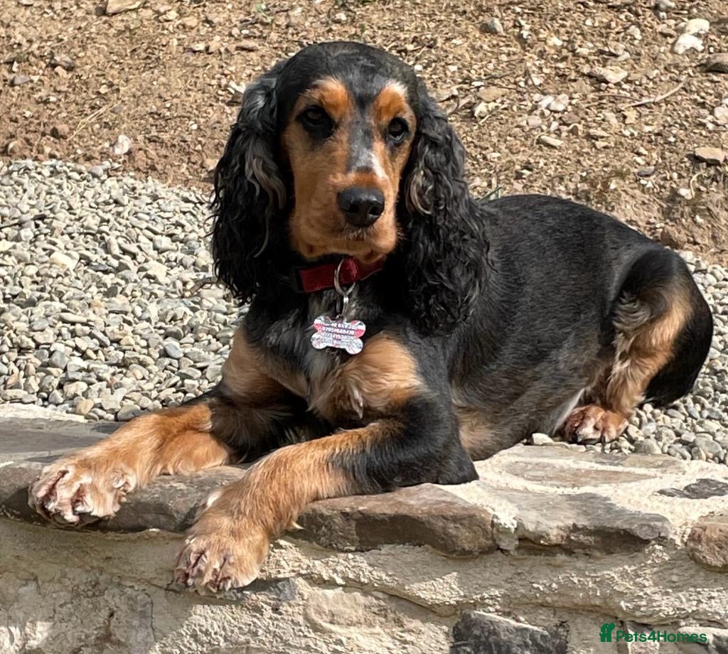 Cocker Spaniel dogs Show Cocker litter expected December 2025 - Advert 14