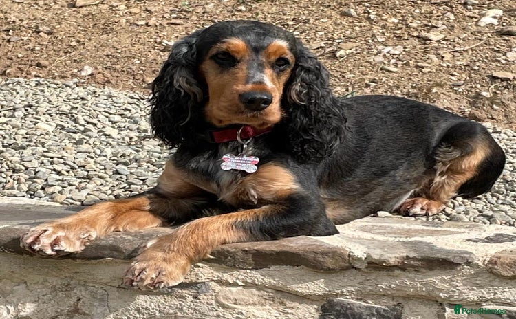 Cocker Spaniel dogs Show Cocker litter expected December 2025 - Advert 1