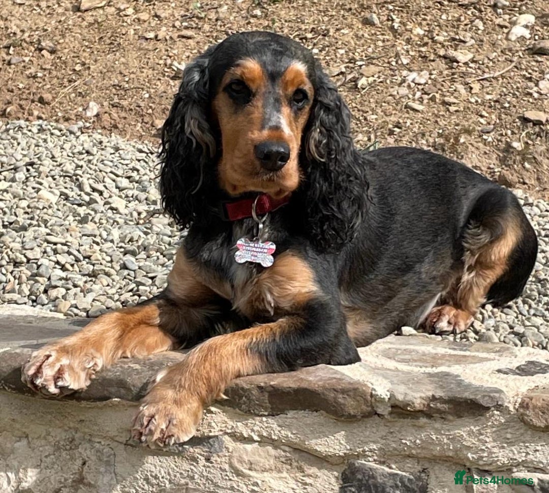 Cocker Spaniel dogs for sale: Show Cocker litter expected December 2025 - Advert 1