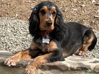 Cocker Spaniel dogs Show Cocker litter expected December 2025 - Advert 5