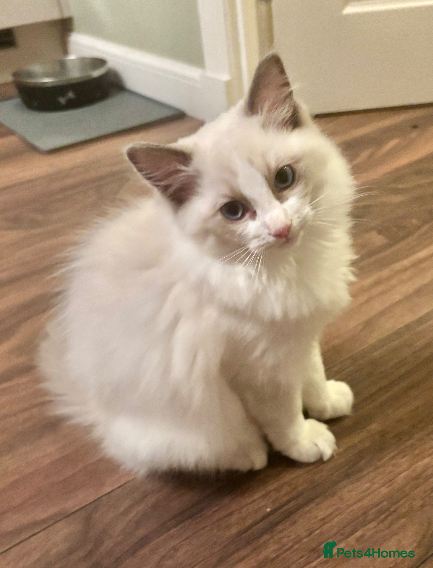 Ragdoll cats RAGDOLL KITTEN *VACCINATED & FREE INSURANCE* - Advert 15