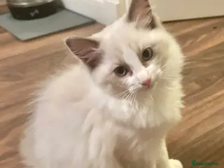 Ragdoll cats RAGDOLL KITTEN *VACCINATED & FREE INSURANCE* - Advert 15