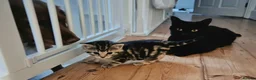 Mixed Breed cats for sale: Seven Tabbies from our Lucky Black Cat - Advert 14