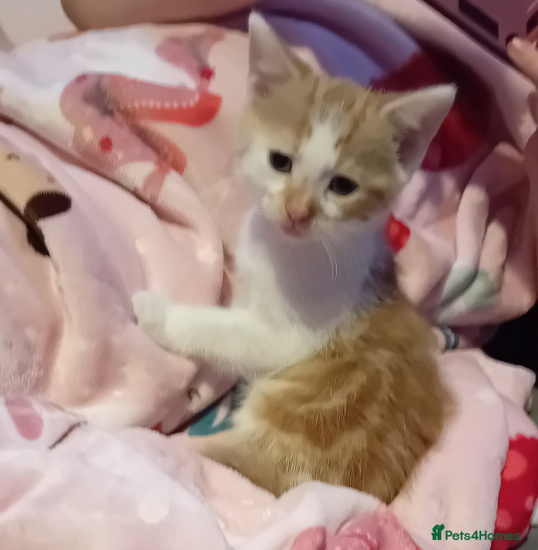 Mixed Breed cats for sale: Fluffy Kittens  - Image 3