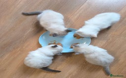 Ragdoll cats for sale: Talented super blueish eyes Rag dolls - Advert 2