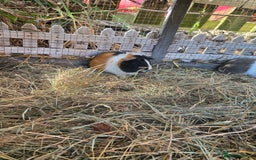 Guinea Pig rodents for sale: Baby Guinea pigs  - Image 5