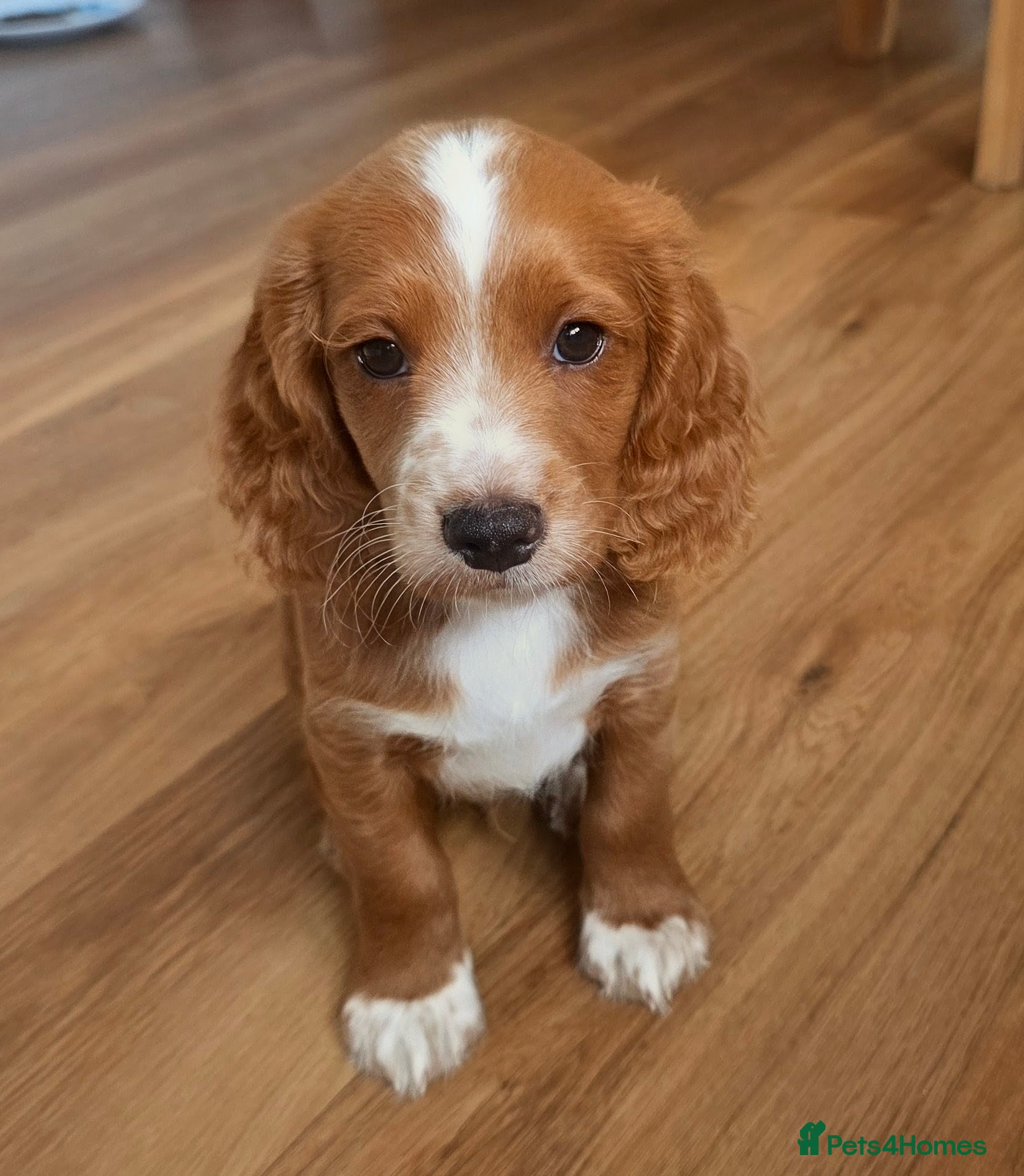 Cockapoo dogs F1B Toy Cockapoo puppies in Middlesbrough - Advert 2