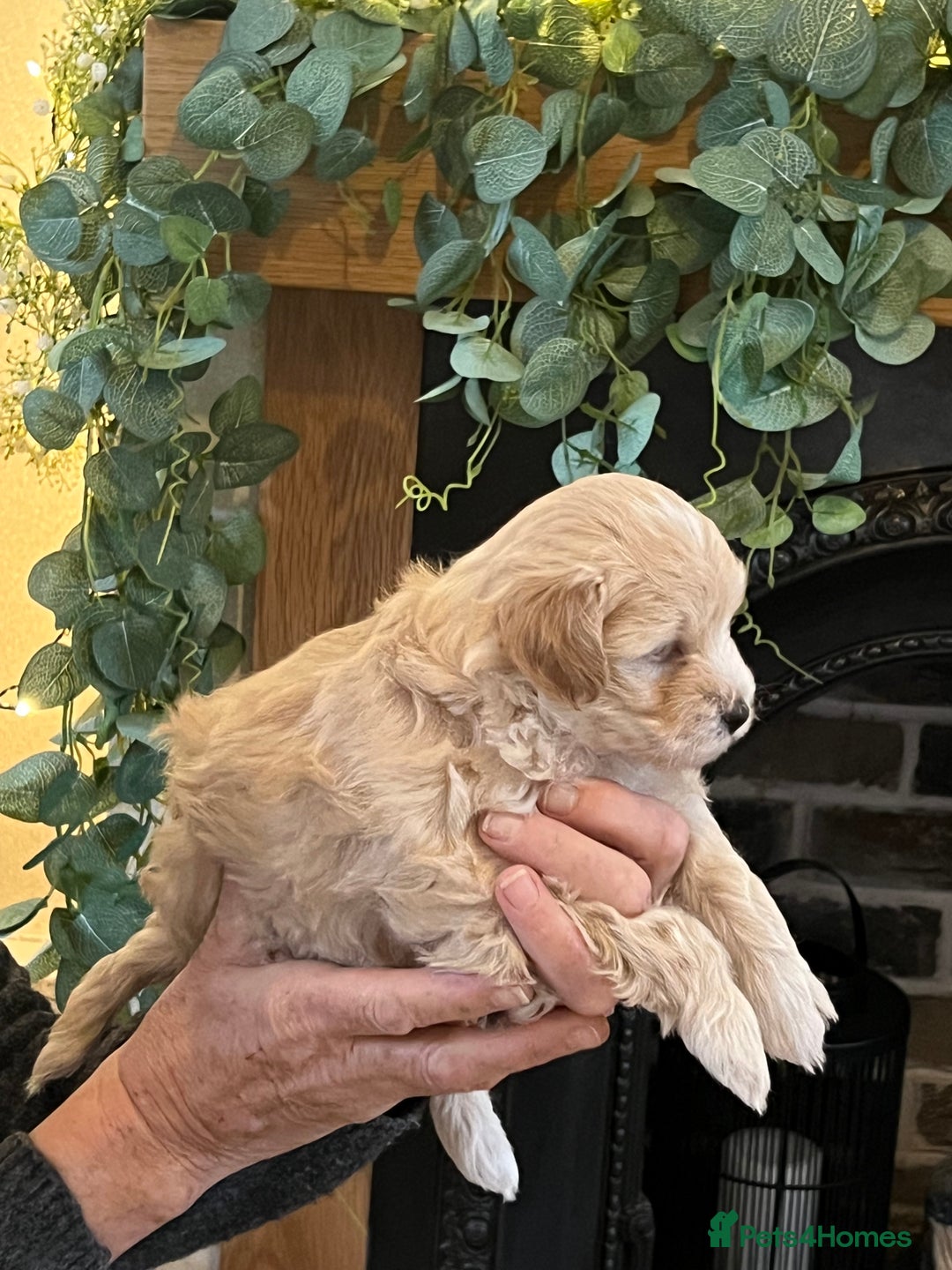 Maltipoo dogs for sale: Maltipoo puppies  - Advert 17