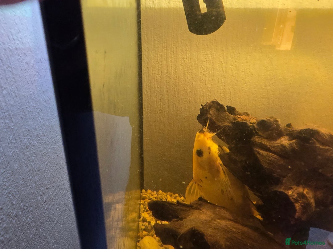 Other/Mixed Breed fish for sale: Fishtank with unit - Image 5