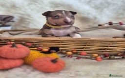 Miniature Bull terrier dogs for sale: 🐾 Exclusive Miniature Bull Terrier Puppies 🐾 - Image 24