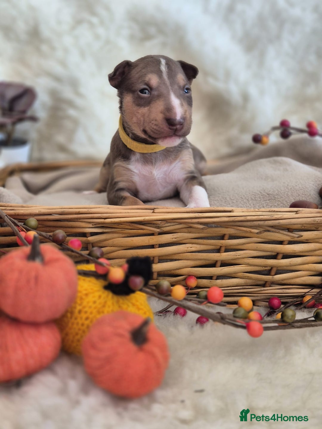 Miniature Bull terrier dogs for sale: 🐾 Exclusive Miniature Bull Terrier Puppies 🐾 - Image 24