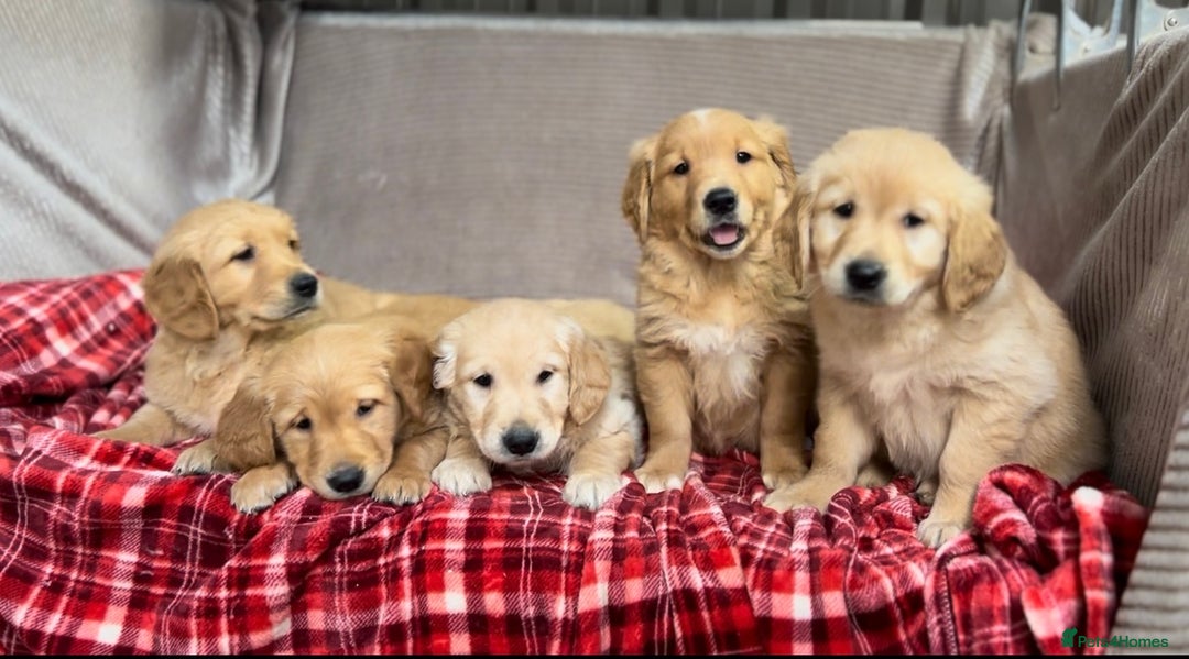 Golden Retriever dogs for sale: STUNNING GOLDEN RETRIEVER PUPPIES READY NOW - Image 8