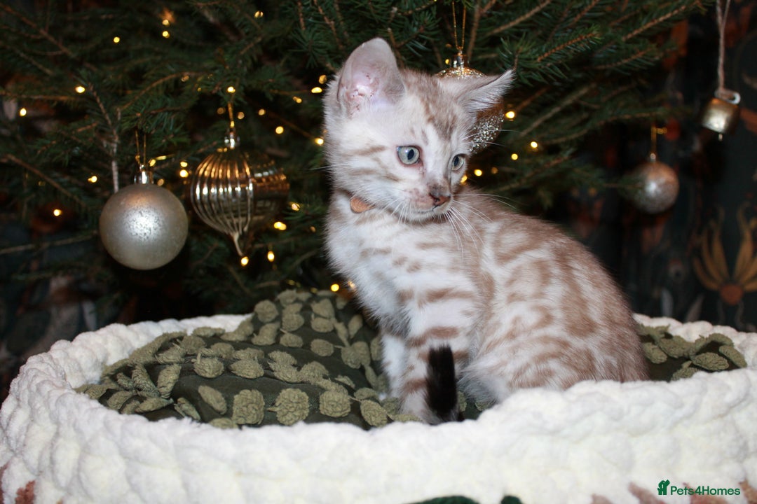 Bengal cats for sale: Last snow boy READY NOW  - Advert 11
