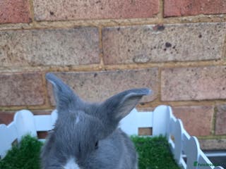 French Lop rabbits Pure bred French lops - Advert 3