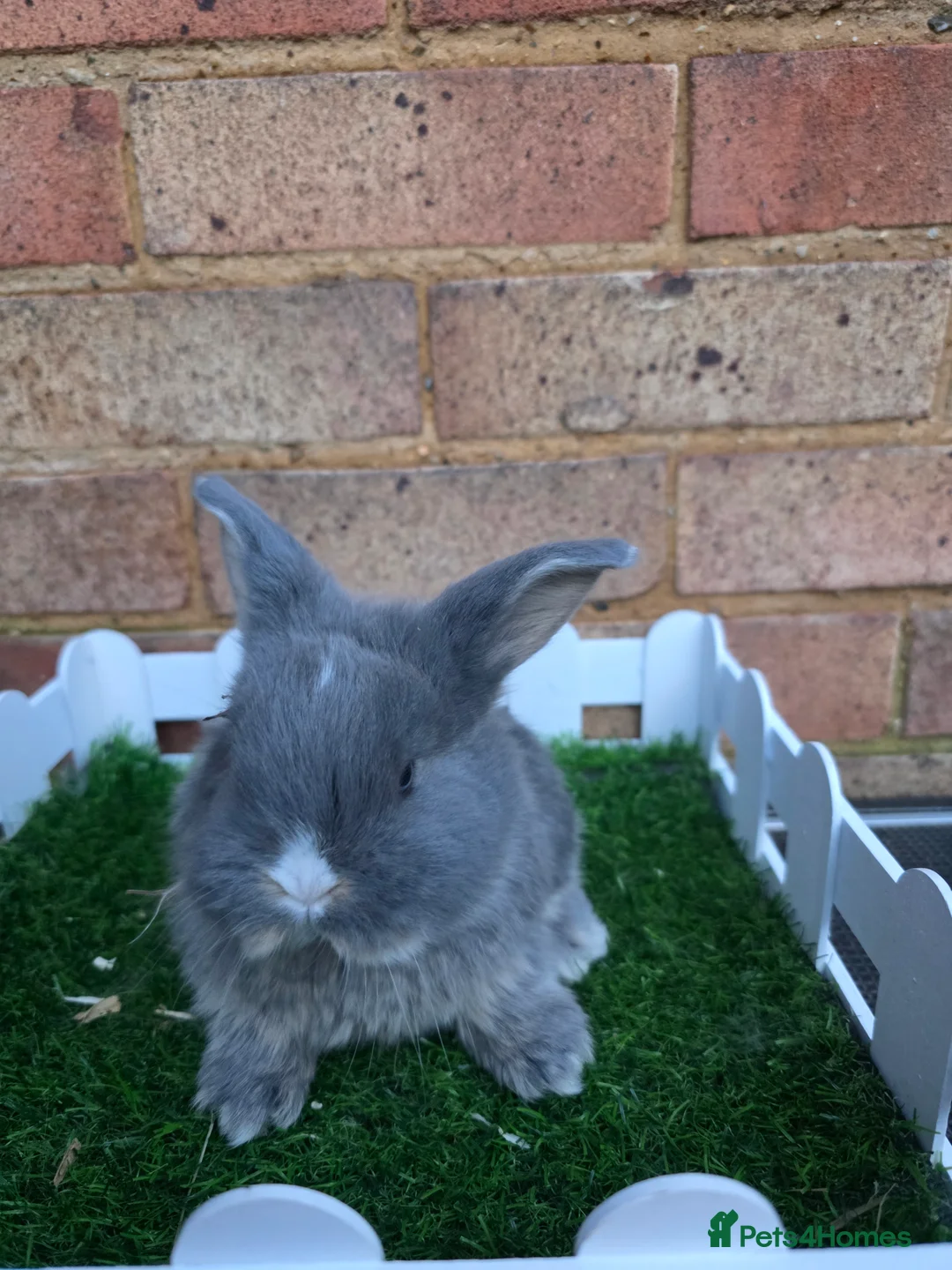 French Lop rabbits for sale: Pure bred French lops - Advert 1