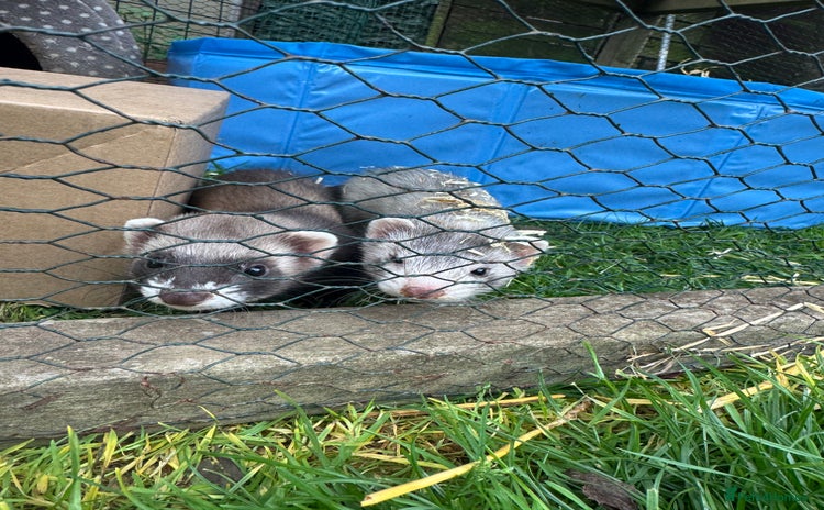 Ferret rodents - Advert 3