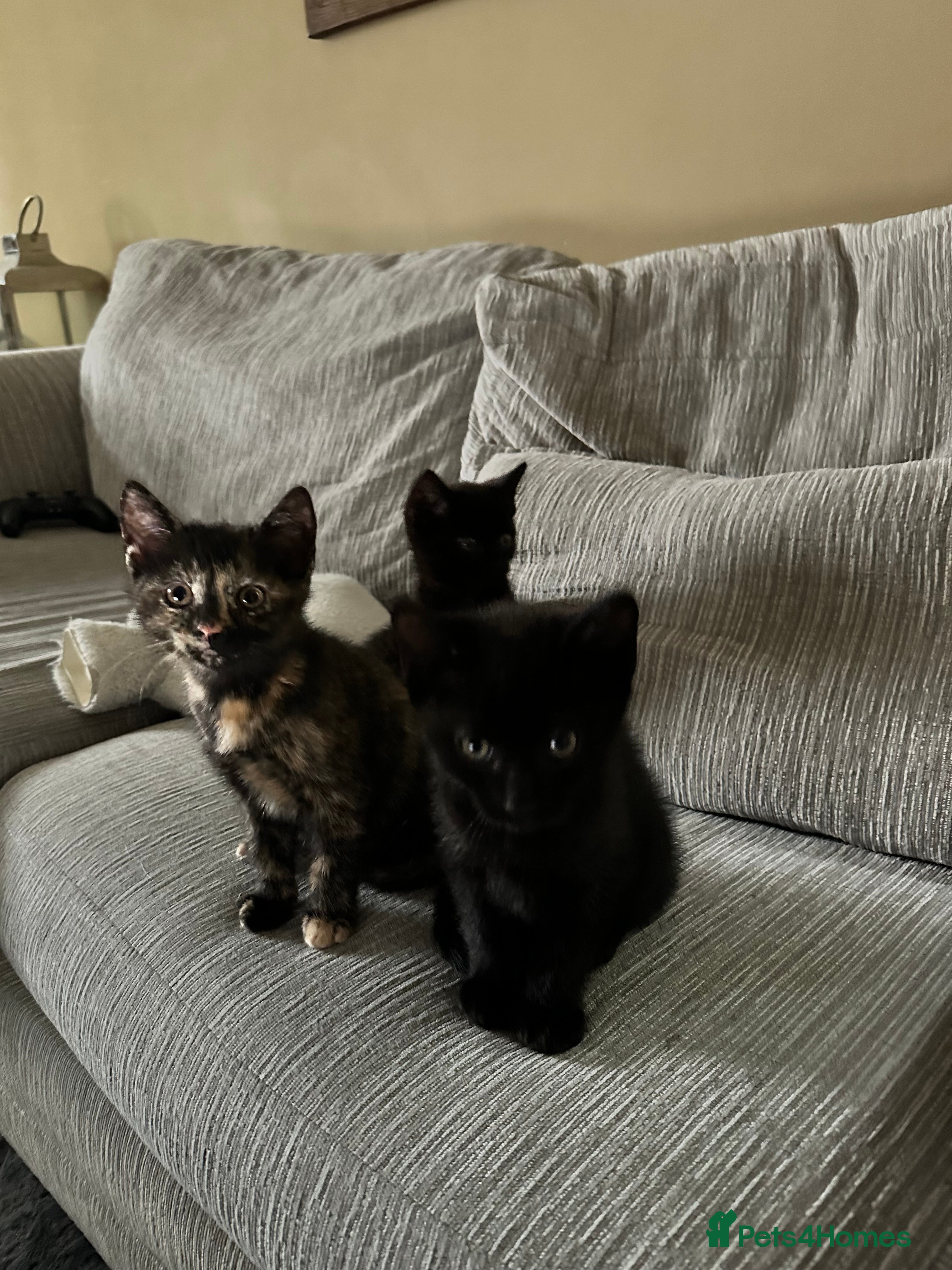 Mixed Breed cats Mixed‑Breed British Shorthair Kittens! 🐾 - Advert 3