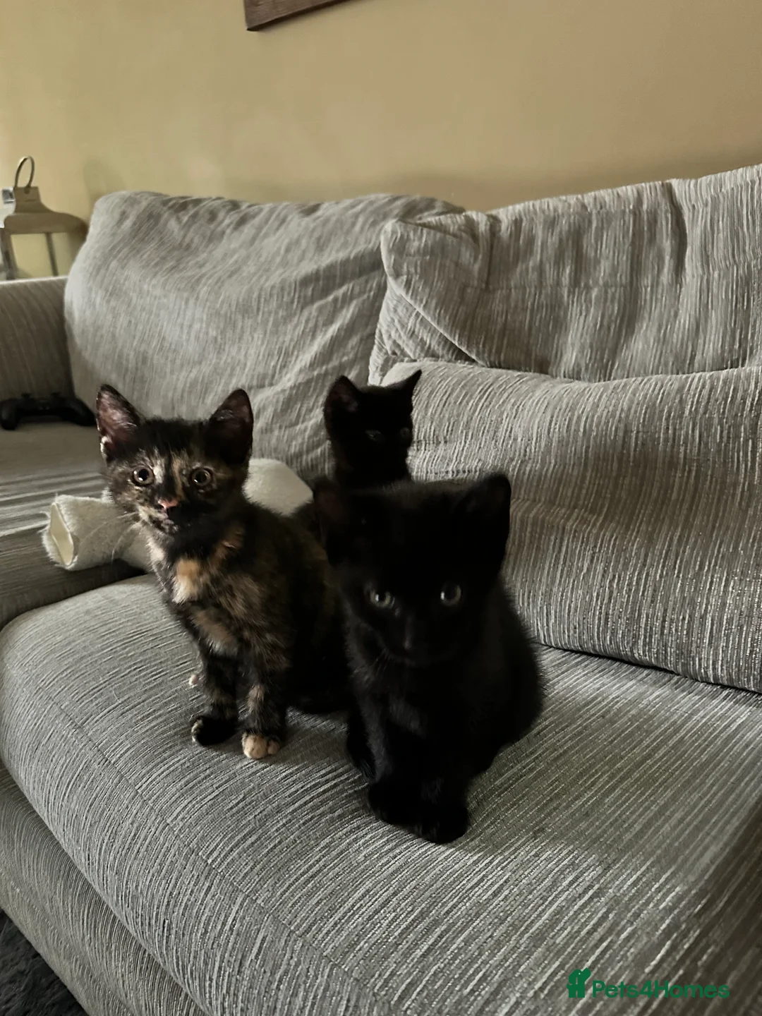 Mixed Breed cats for sale: Mixed‑Breed British Shorthair Kittens! 🐾 - Advert 1