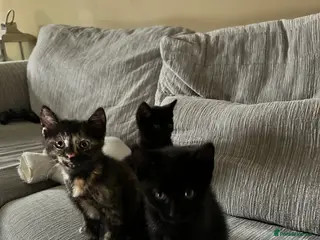 Mixed Breed cats Mixed‑Breed British Shorthair Kittens! 🐾 - Advert 6
