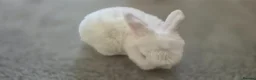 Mini Lop rabbits for sale: Gorgeous Mini Lop Baby Bunnies  - Advert 21