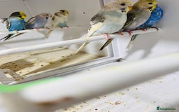 Budgerigars birds for sale: Stunning baby rainbow/pied budgies  in Luton - Image 10