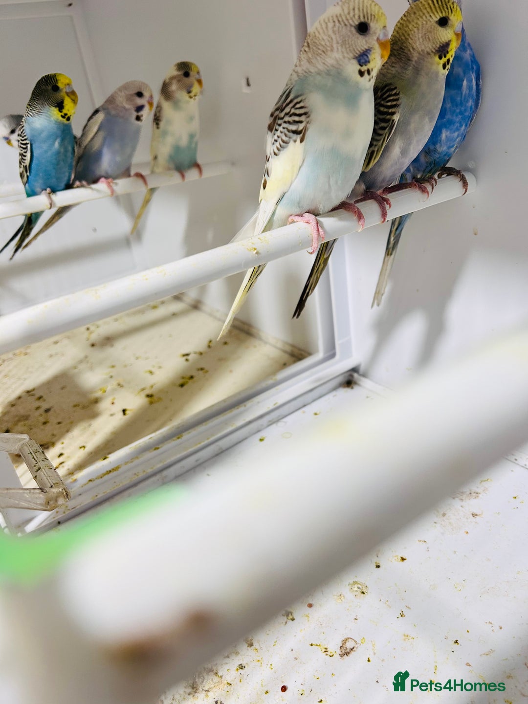 Budgerigars birds for sale: Stunning baby rainbow/pied budgies  in Luton - Image 10