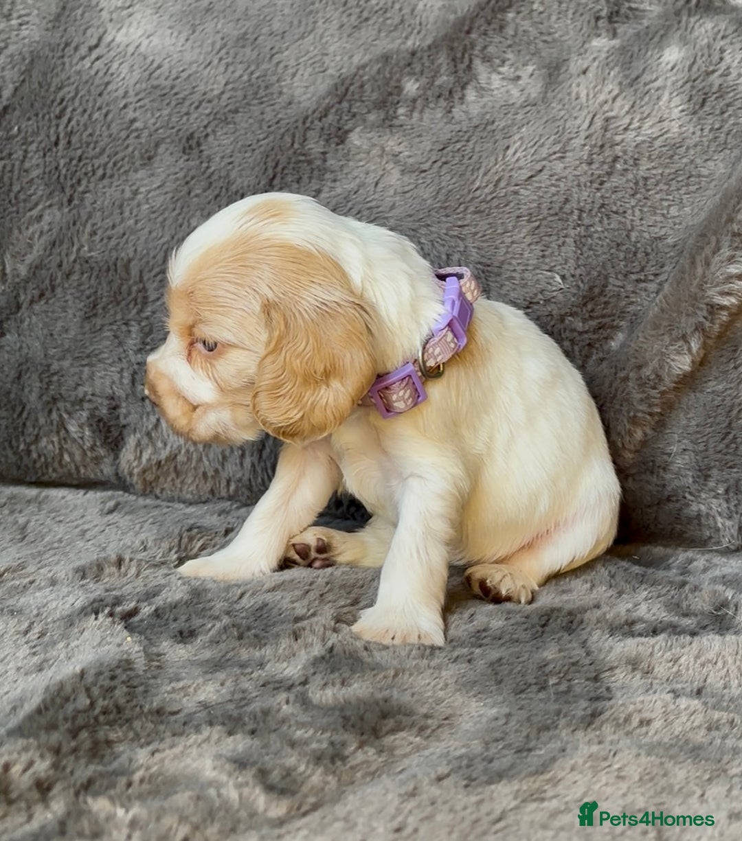 Cocker Spaniel dogs for sale: KC Show Type Cocker Spaniel Pups - Family Home  - Image 17