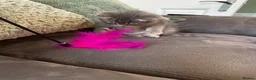 Ragcoon cats for sale: Ragdoll , Maine coon , Bombay cross . Fluffy blue - Advert 11