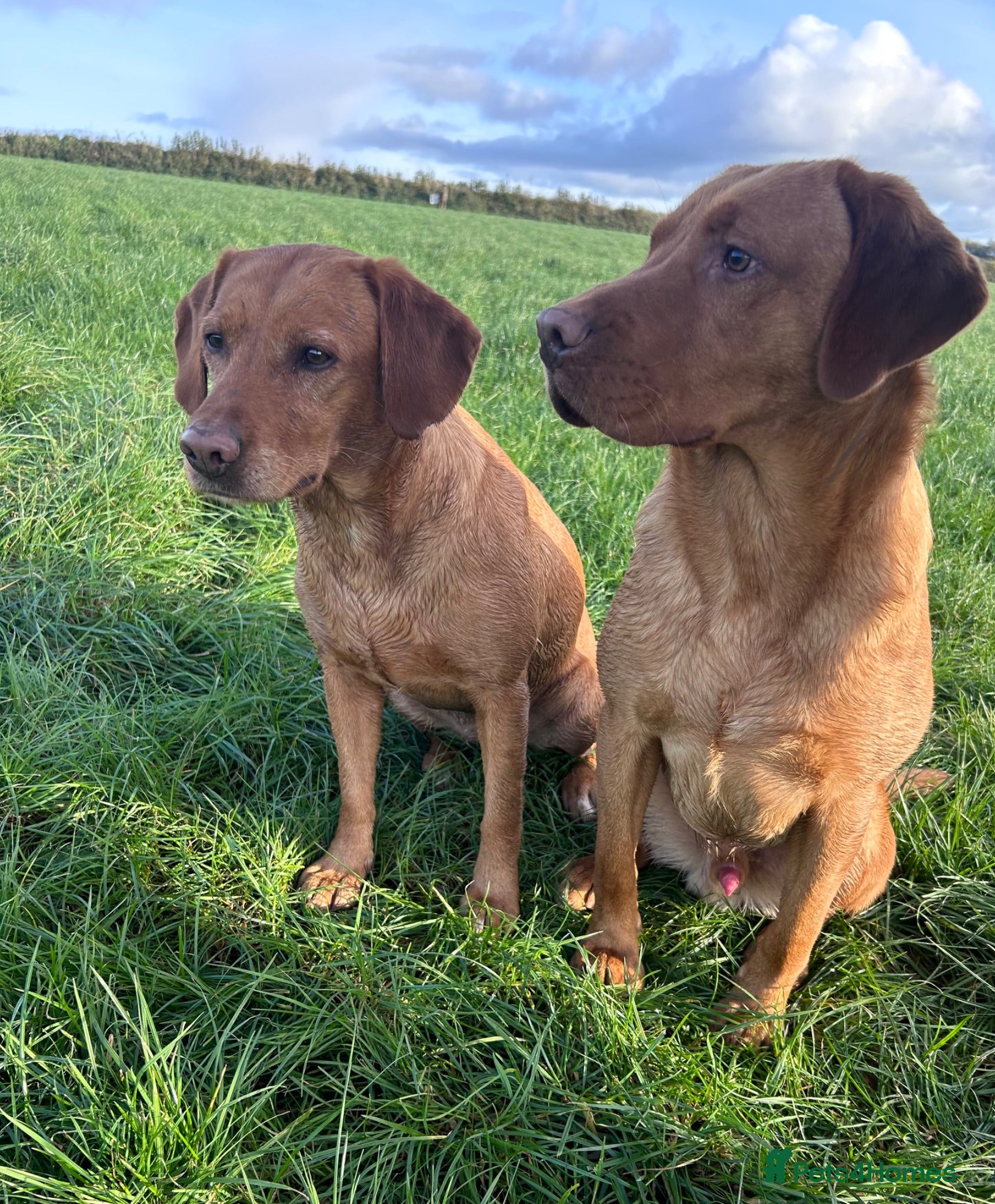 Labrador Retriever dogs Stocky Fox red labs  - Advert 1