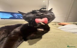 Bombay cats for sale: 1 year old cute black cat  - Image 4