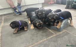Border Terrier dogs for sale: Border Terrier Pups -Beautiful Pedigree  - Image 16