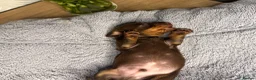 Miniature Dachshund dogs for sale: Miniature Dachshund KC Reg Puppies - Advert 7