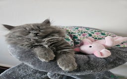 British Longhair cats for sale: Gorgeous GCCF long-haired British girl  - Image 23